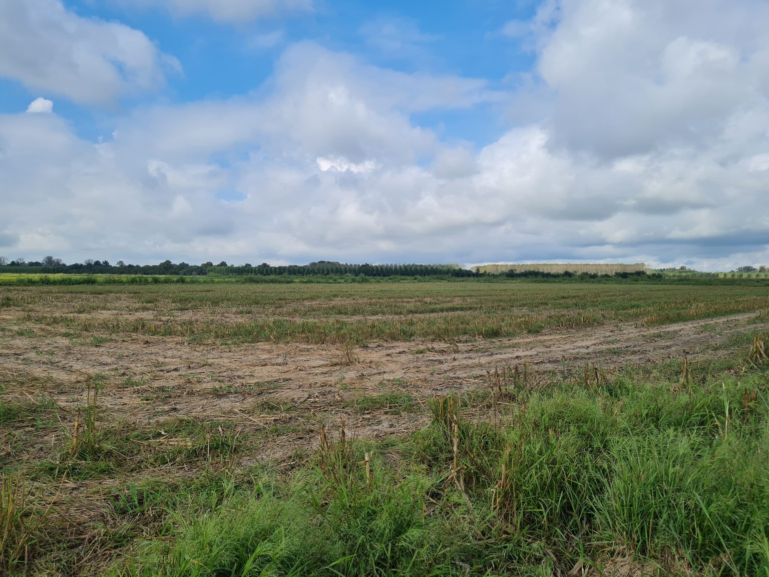 Existing agricultural landscape.