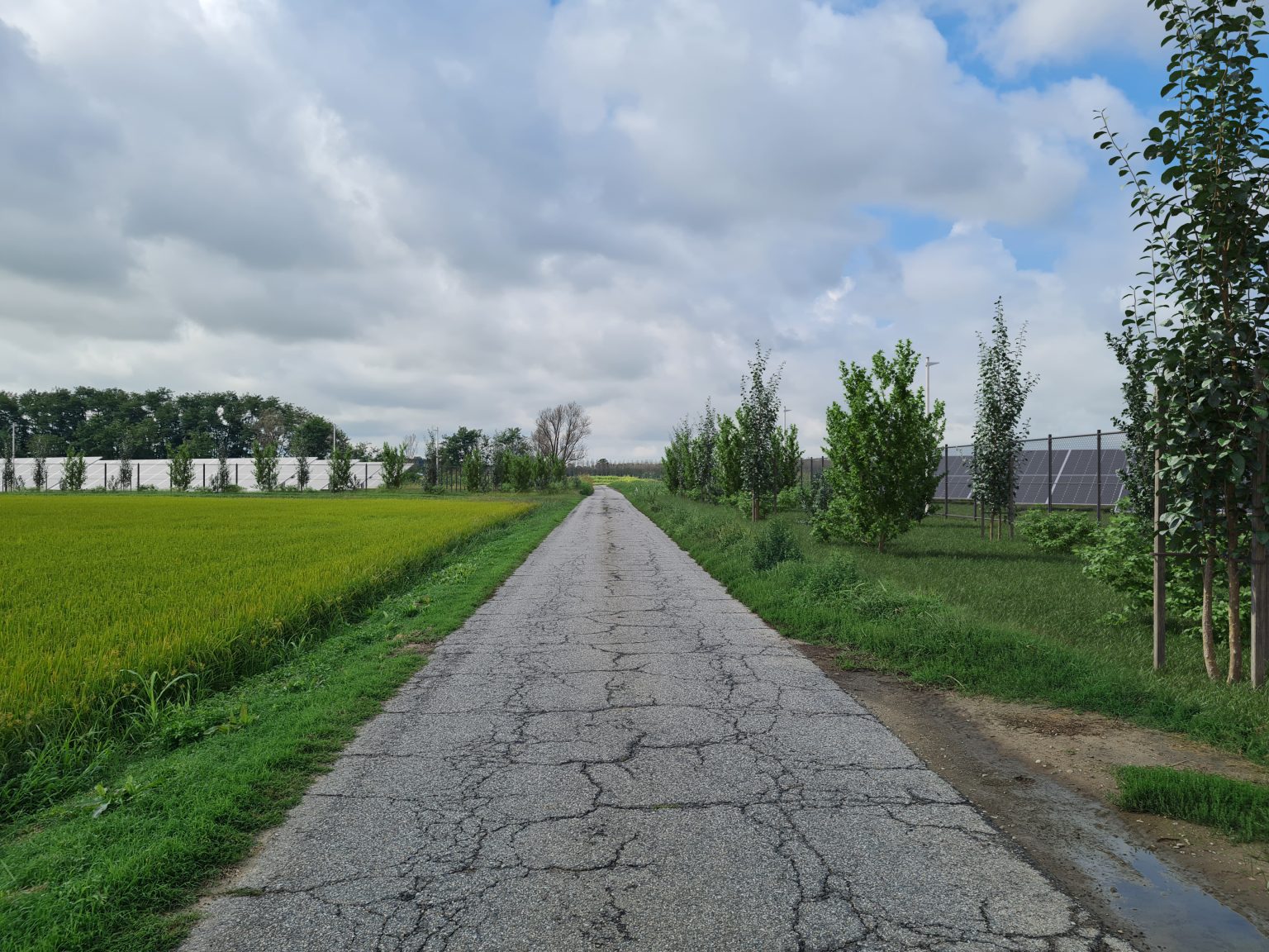 Site condition immediately after vegetation planting.